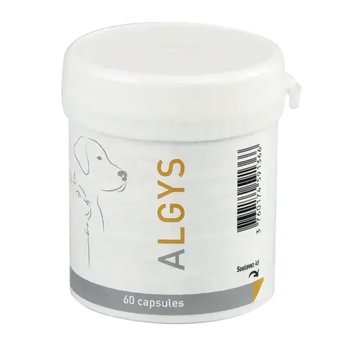 ALGYS - Miniature 2