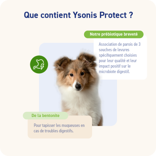 YSONIS PROTECT YSONIS PROTECT - Image 2