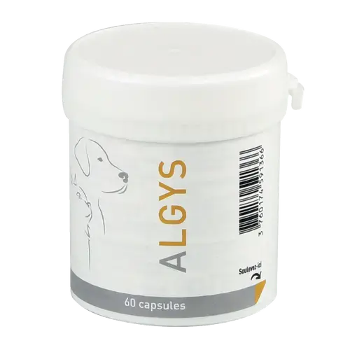 ALGYS ALGYS - Image 2