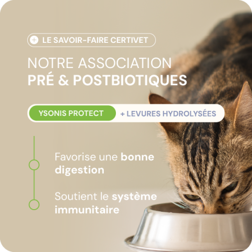 Chien adulte - petite race Chien adulte - petite race - Image 2