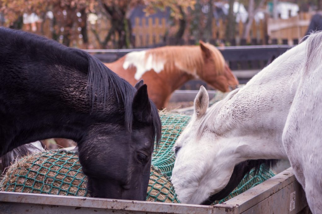 Distribution de fourrage en système de Slow-feeding