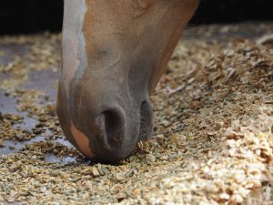 Cheval mangeant du floconné, aliment riche en amidon