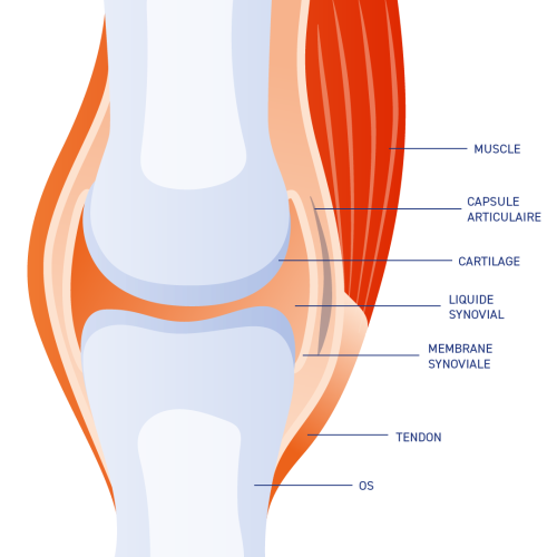 schema articulation cheval