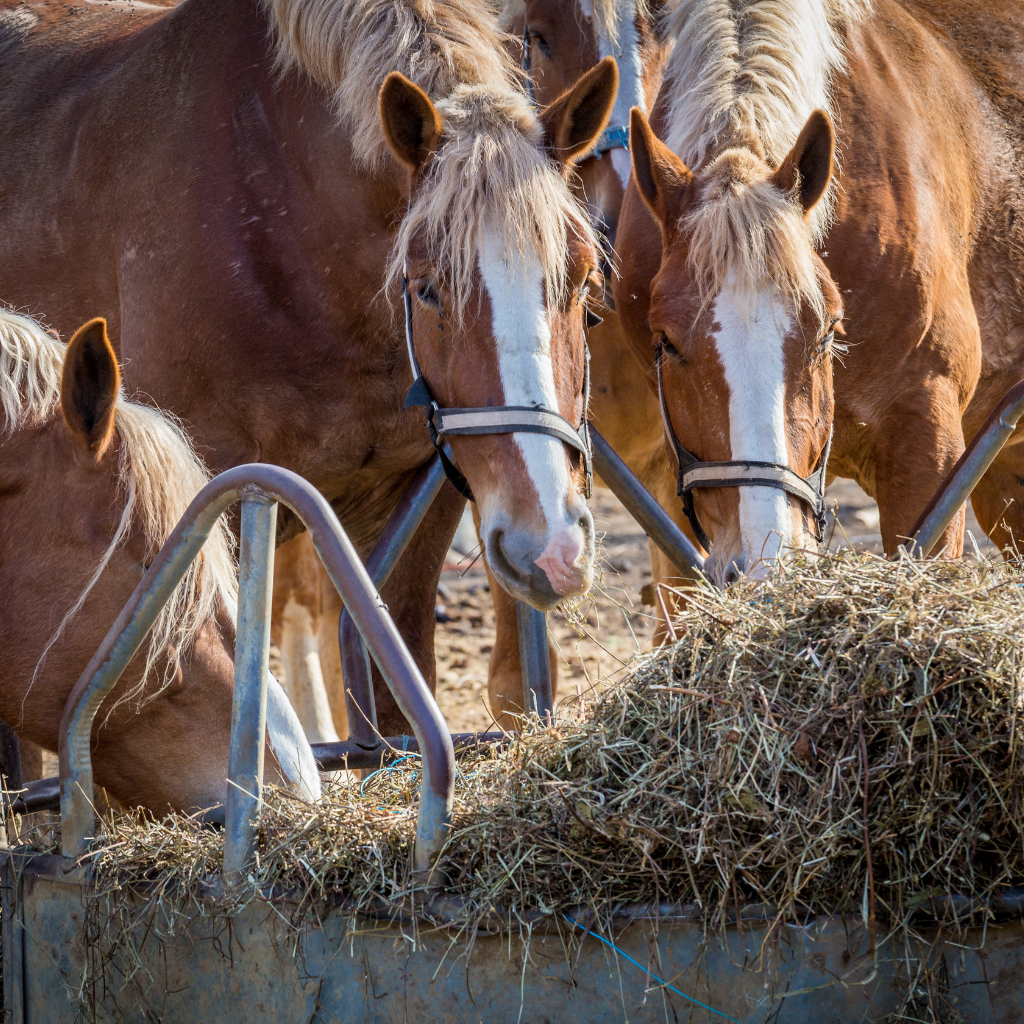 Obligations de soins vétérinaires et suivi du cheval Obligations de soins vétérinaires et suivi du cheval