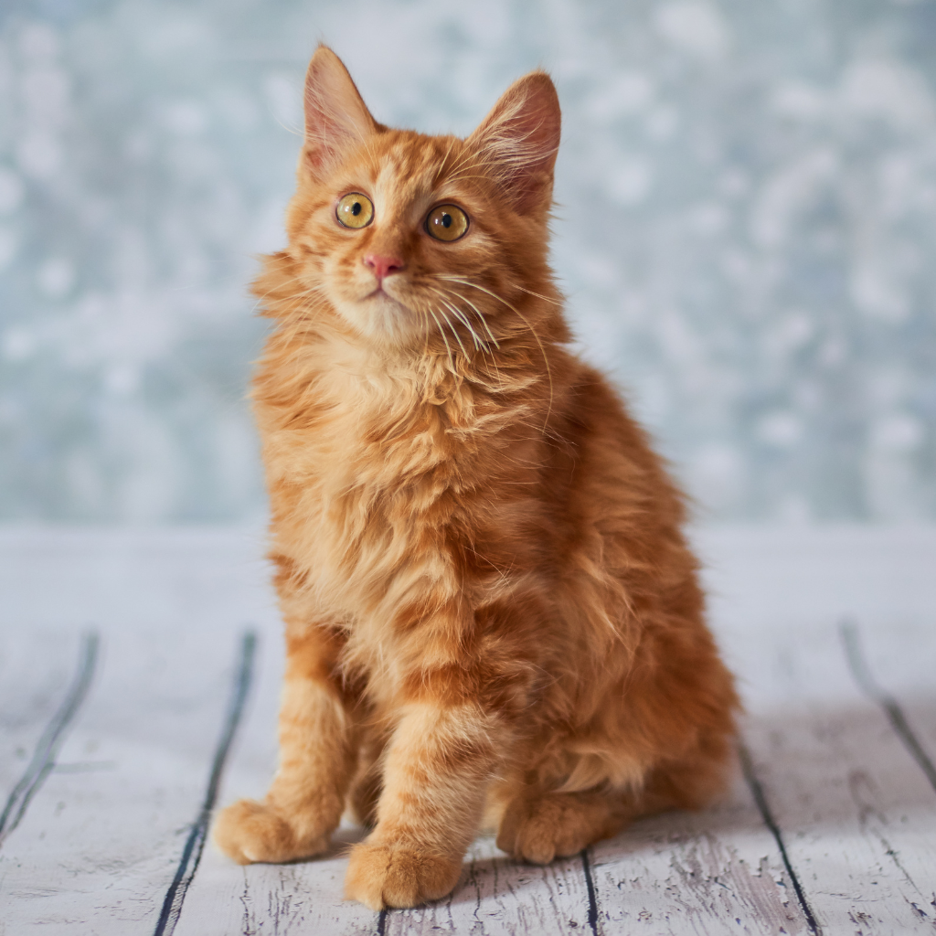 Le Bobtail américain : votre compagnon idéal ?