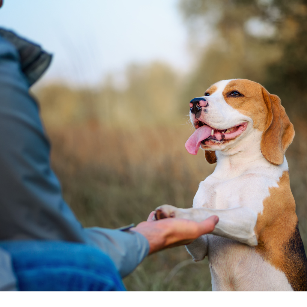 Votre attitude face à votre chien