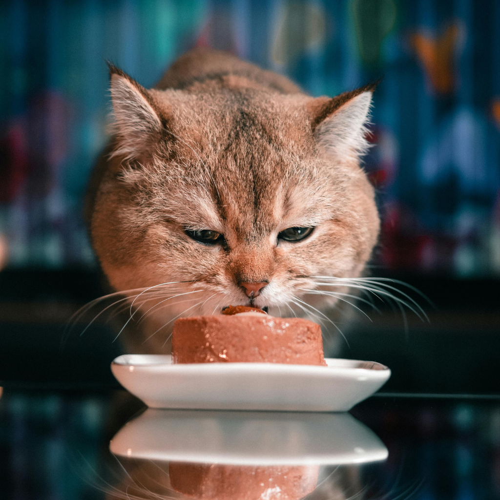 Les bienfaits de la nourriture humide