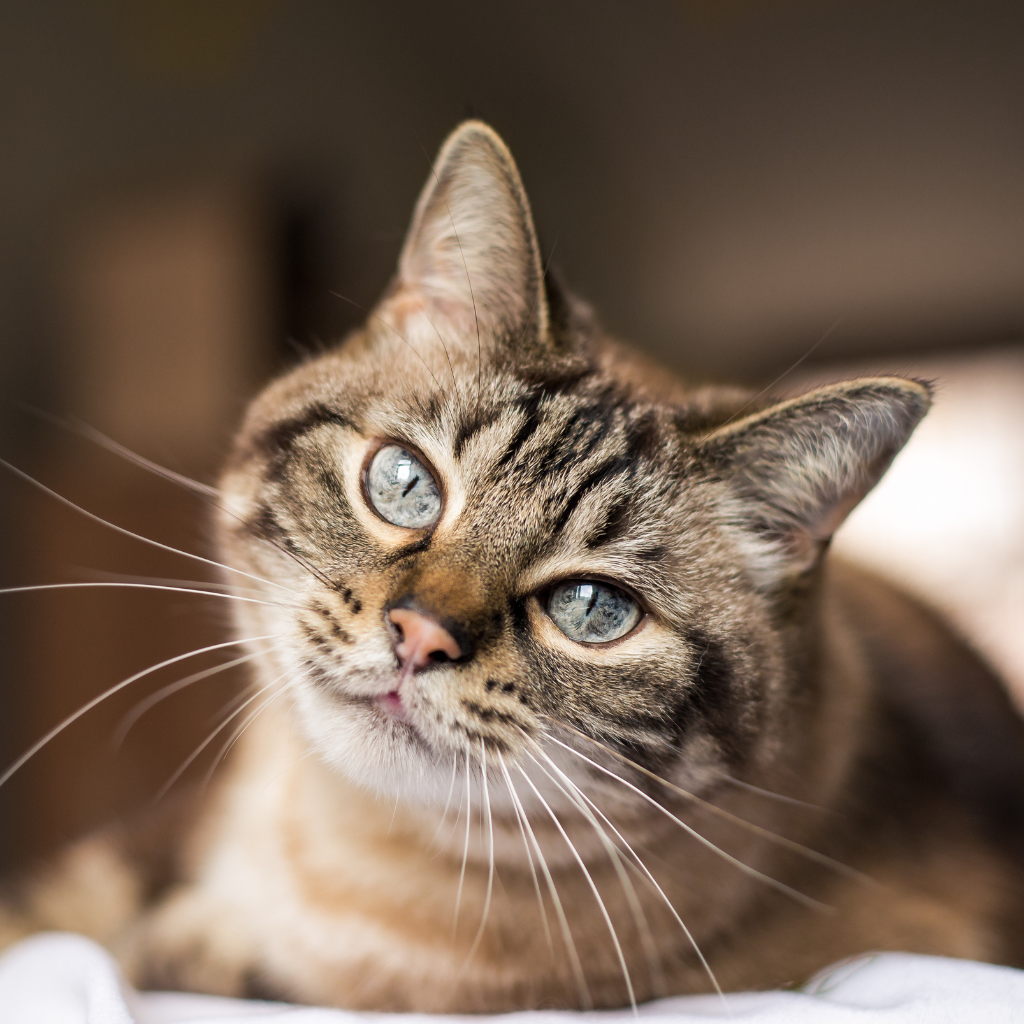 Chat d'intérieur Chat d'intérieur