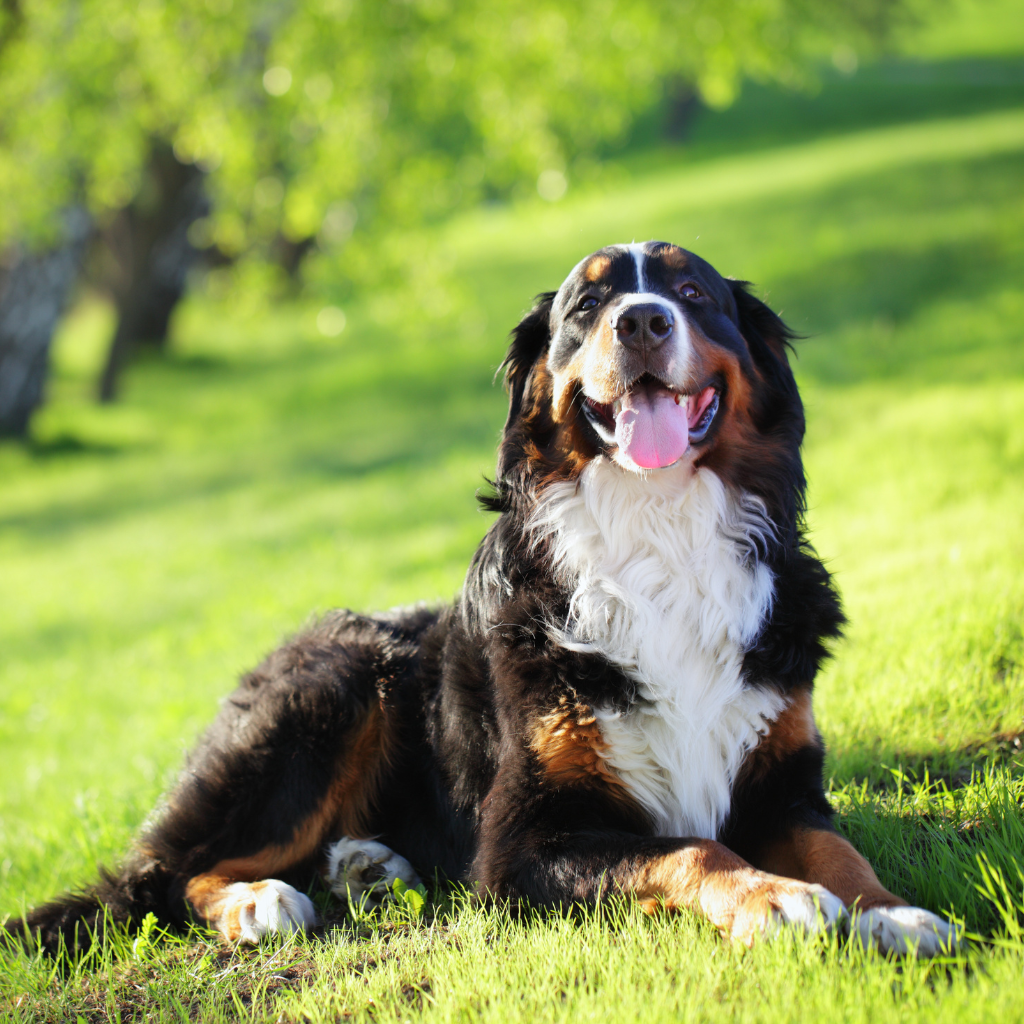 Races géantes « Giant Breed »