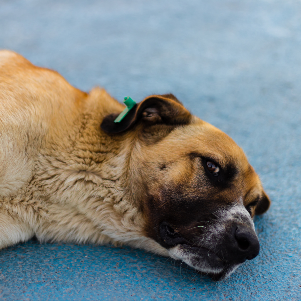 Que faire en cas de crise ?