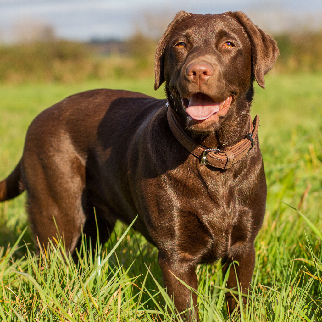Les causes d'un lipome chez le chien