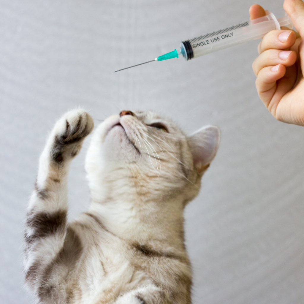 Pourquoi vacciner mon chaton ? Pourquoi vacciner mon chaton ?