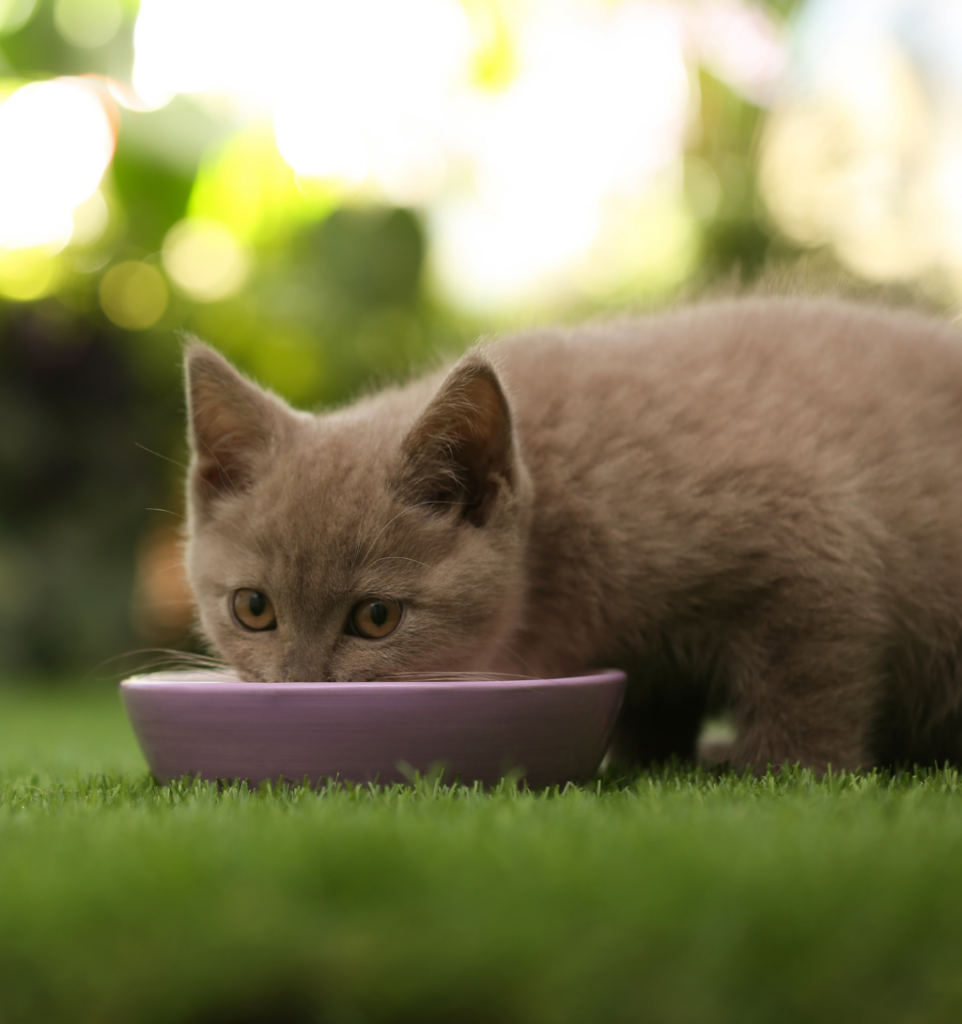 L’alimentation : le pilier de sa santé