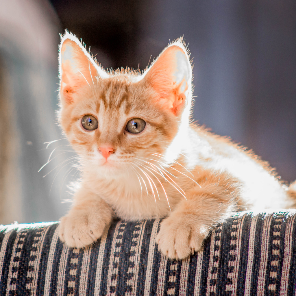 Quel est l’âge idéal pour stériliser un chat ?