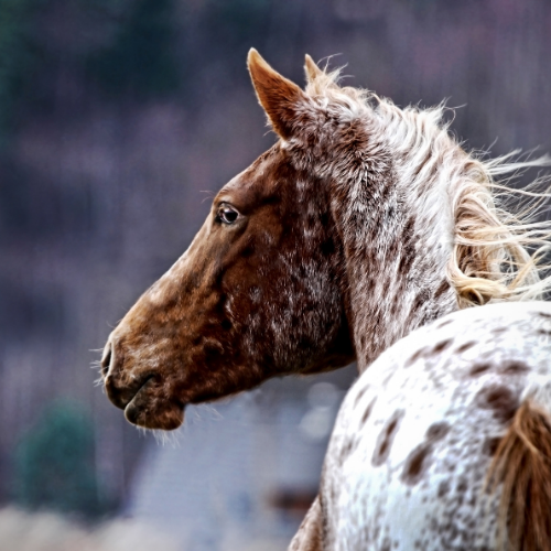 À qui s'adresse l'Appaloosa ?