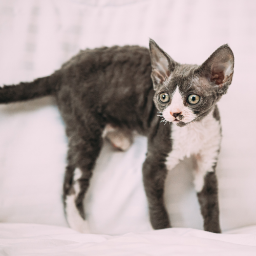 Cornish Rex : ce qu'il faut savoir avant l'adoption