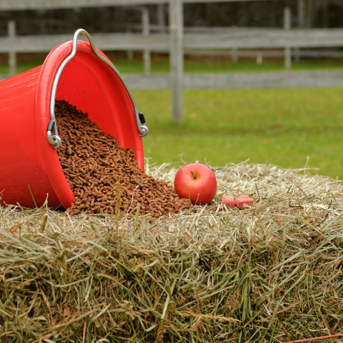 Forage : l'alimentation continue au service de la stabilité émotionnelle