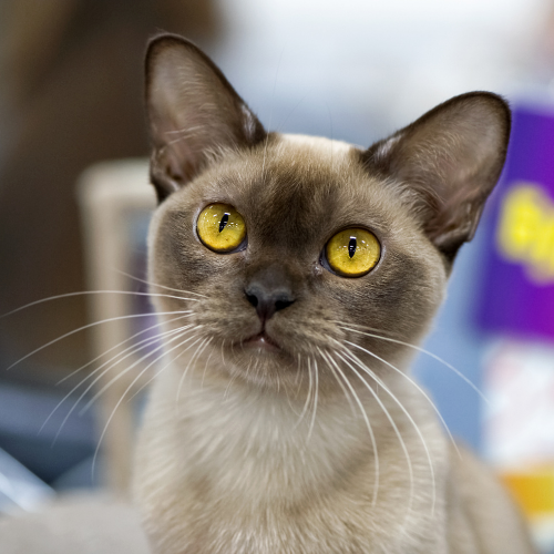Pourquoi le chat burmese est le compagnon idéal