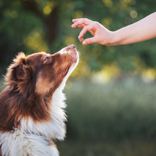 Offrez le meilleur à votre chien pour lui garantir santé et vitalité