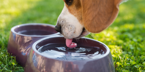 1. La Polyurie-Polydipsie (PUPD)