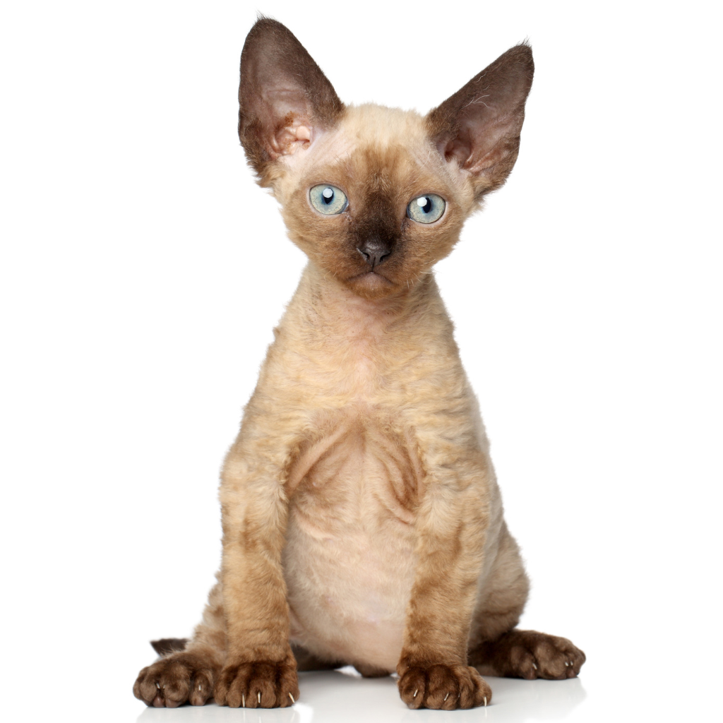 Le Devon Rex, un compagnon félin à adopter Le Devon Rex, un compagnon félin à adopter
