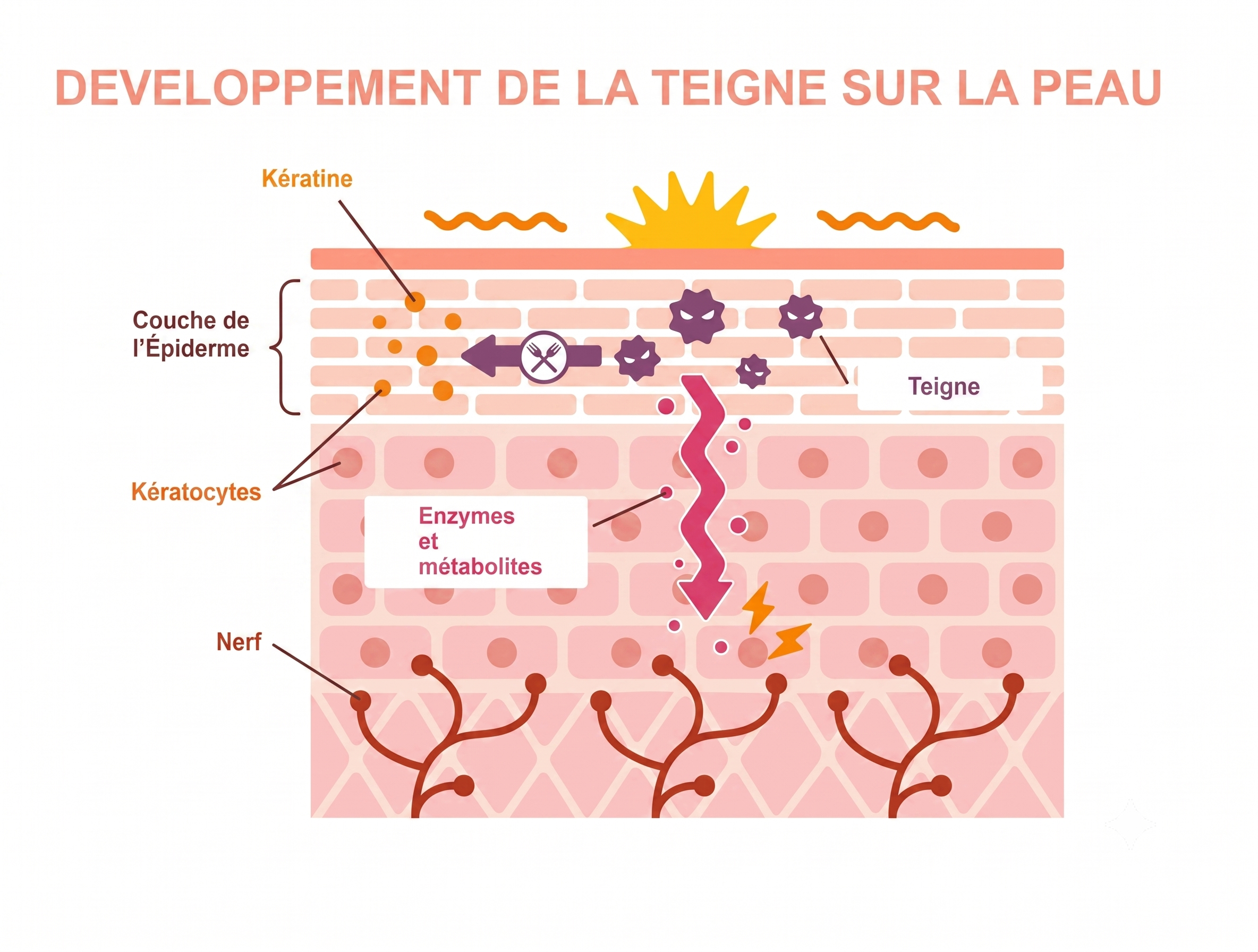 Que se passe-t-il dans le corps du chat ?