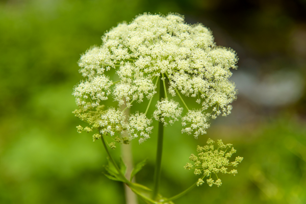 La grande ciguë (Conium maculatum)