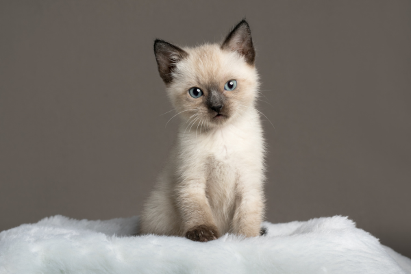 Alors, comment s’occuper d’un chat au quotidien ?