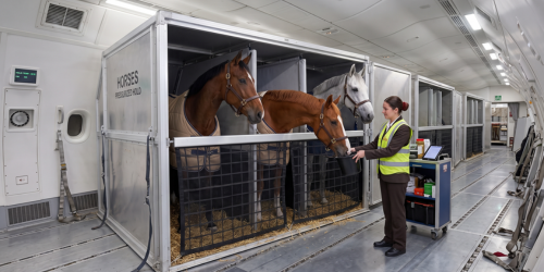 Le transport des chevaux en avion Le transport des chevaux en avion