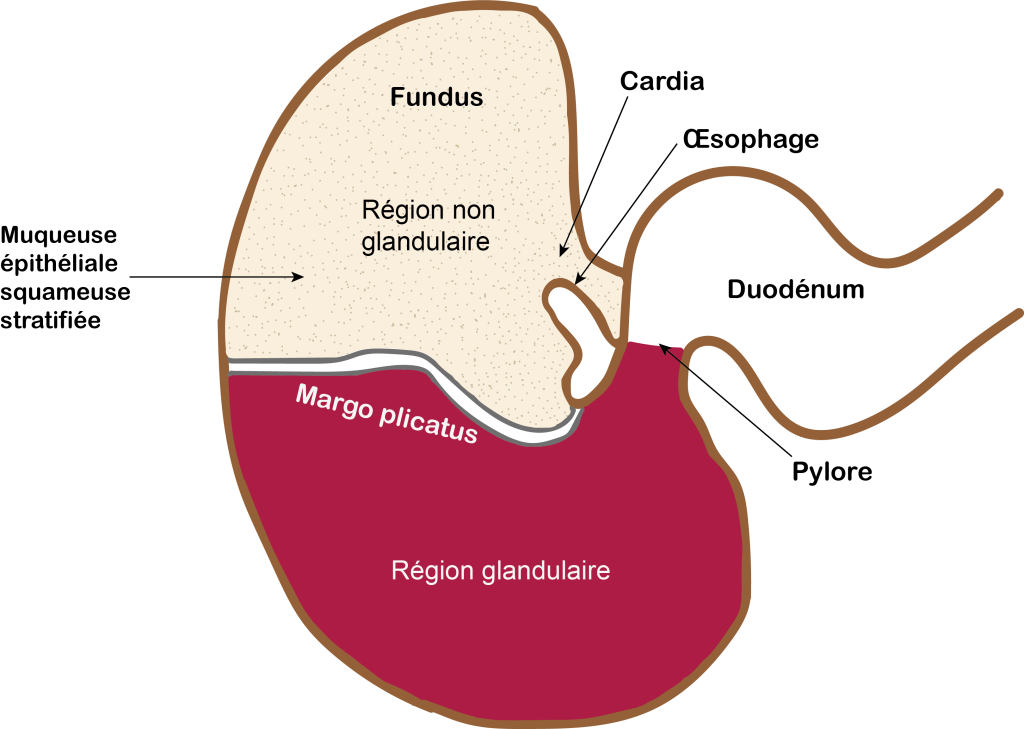 L'estomac du cheval : physiologie