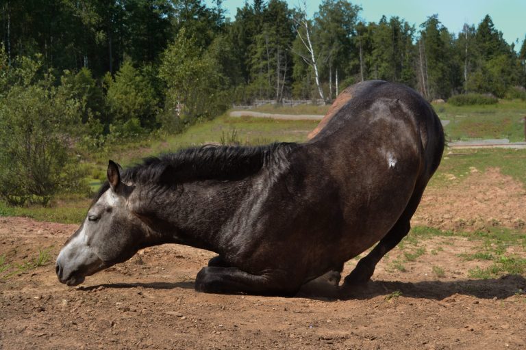 Cheval se roulant, présentant des signes de coliques