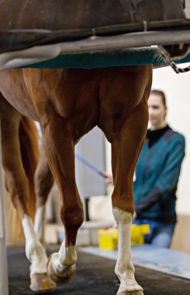 Comment fonctionne le muscle ?