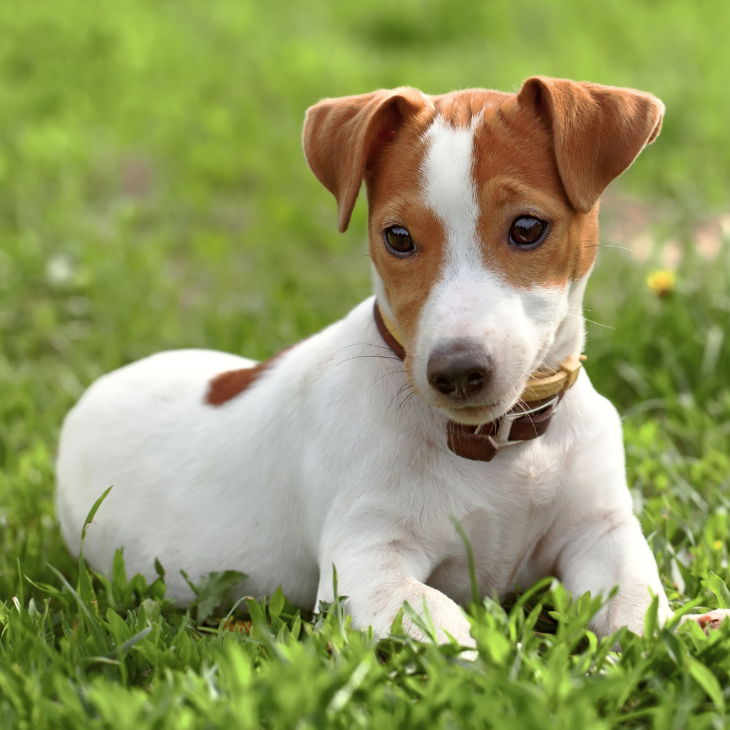 Tempérament et comportement du Jack Russell Terrier Tempérament et comportement du Jack Russell Terrier