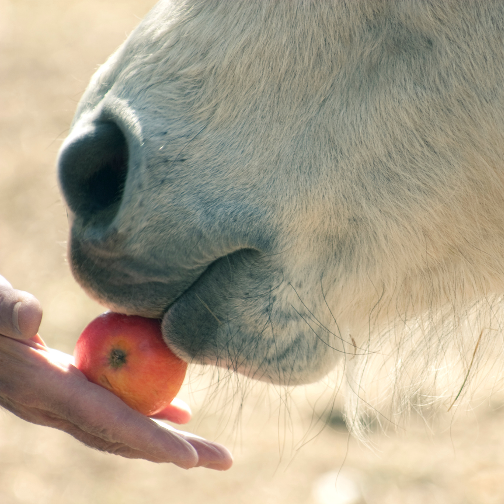 Quelques conseils pour l'alimentation de votre cheval